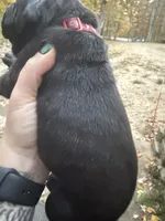 Red collar, a female Cane Corso for sale in Shapleigh, ME – 2 of 8