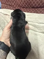 Female 4, a female Cane Corso for sale in Shapleigh, ME – 3 of 4