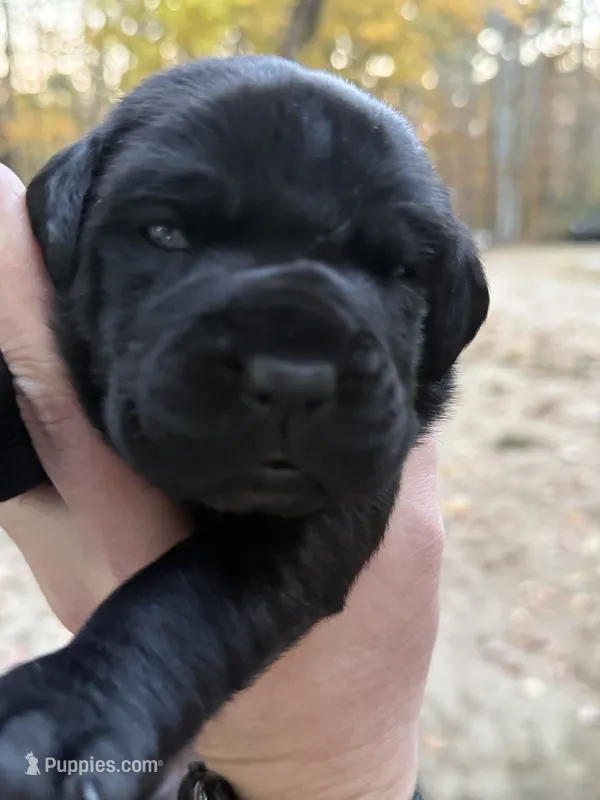 Light pink collar, a female Cane Corso for sale in Shapleigh, ME – 1 of 6