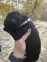 Dark pink, a female Cane Corso for sale in Shapleigh, ME – 8 of 8