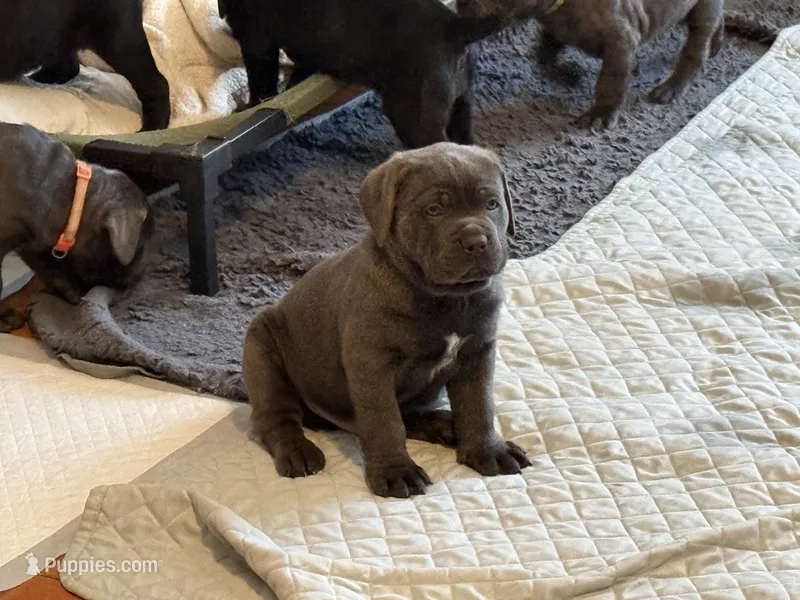 Male 2 – Cane Corso puppy for sale in Shapleigh, ME