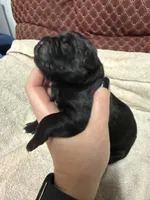 Female 2, a female Cane Corso for sale in Shapleigh, ME – 4 of 5