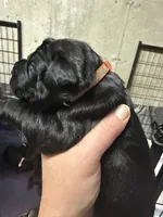 Orange collar, a female Cane Corso for sale in Shapleigh, ME – 8 of 8