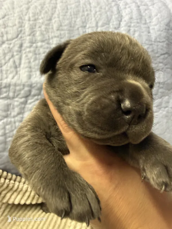 Purple – Cane Corso puppy for sale in Shapleigh, ME