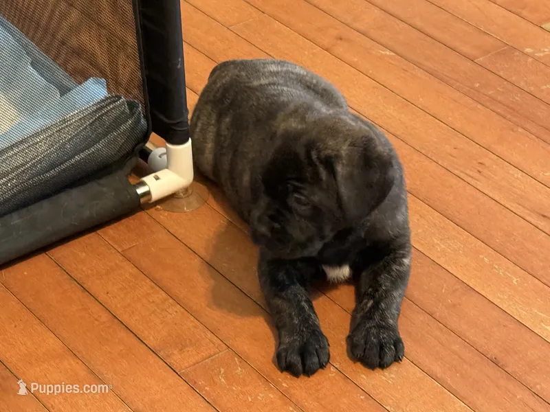 Female 2 – Cane Corso puppy for sale in Shapleigh, ME