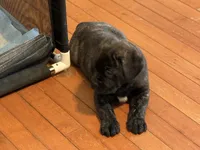 Female 2, a  Cane Corso for sale in Shapleigh, ME – 1 of 1