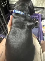 Blue collar, a female Cane Corso for sale in Shapleigh, ME – 3 of 6
