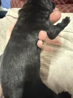 Female 4, a female Cane Corso for sale in Shapleigh, ME – 2 of 4