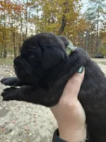 Green collar, a male Cane Corso for sale in Shapleigh, ME – 4 of 7