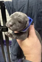 Blue, a male Cane Corso for sale in Shapleigh, ME – 8 of 8