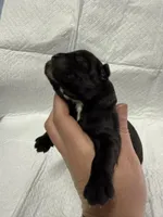 Light blue, a male Cane Corso for sale in Shapleigh, ME – 5 of 6