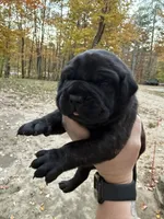 Green collar, a male Cane Corso for sale in Shapleigh, ME – 6 of 7
