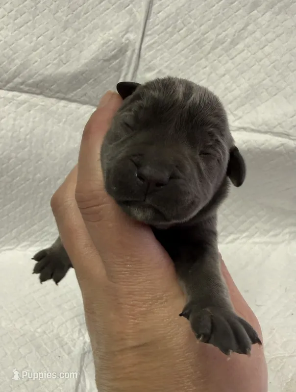 Dark pink – Cane Corso puppy for sale in Shapleigh, ME
