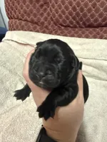 Female 2, a female Cane Corso for sale in Shapleigh, ME – 2 of 5