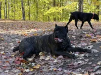 Dark pink, a female Cane Corso for sale in Shapleigh, ME – 6 of 9