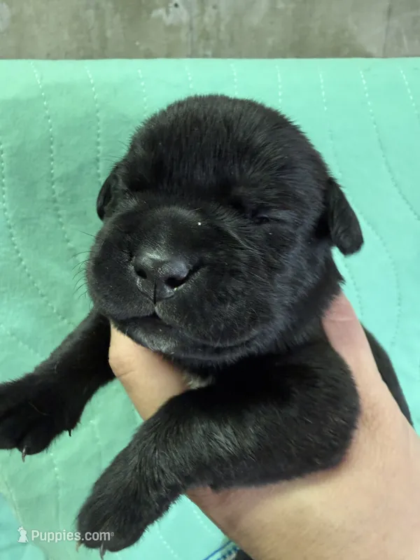 Pink – Cane Corso puppy for sale in Shapleigh, ME