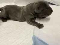 Blue, a male Cane Corso for sale in Shapleigh, ME – 2 of 8