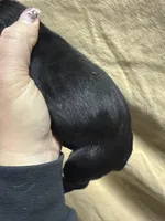 Red , a male Cane Corso for sale in Shapleigh, ME – Photo 5 of 8