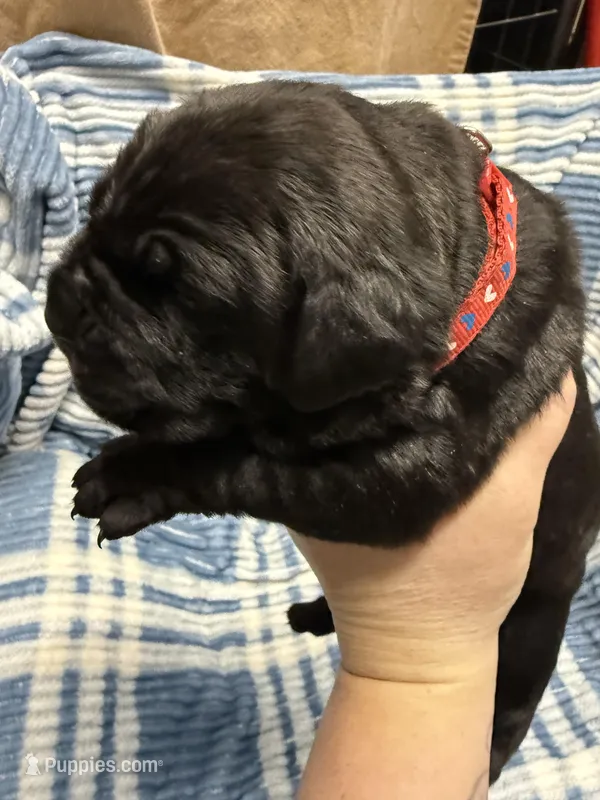 Red  – Cane Corso puppy for sale in Shapleigh, ME