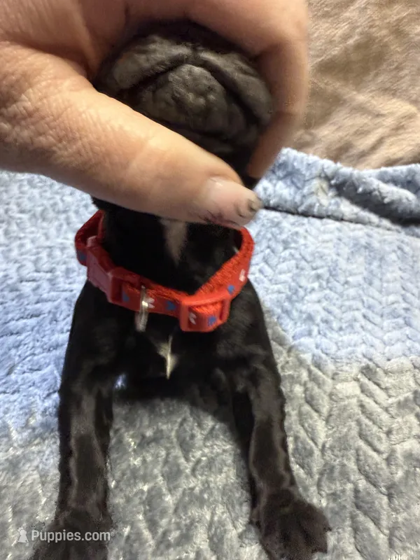 Red  – Cane Corso puppy for sale in Shapleigh, ME