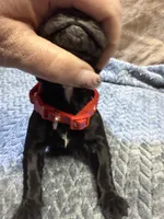 Red , a male Cane Corso for sale in Shapleigh, ME – Photo 1 of 8