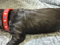 Red , a male Cane Corso for sale in Shapleigh, ME – Photo 8 of 8