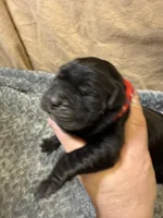 Red , a male Cane Corso for sale in Shapleigh, ME – Photo 2 of 8