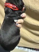 Red , a male Cane Corso for sale in Shapleigh, ME – Photo 4 of 8