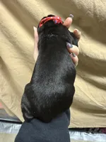 Red , a male Cane Corso for sale in Shapleigh, ME – Photo 6 of 8