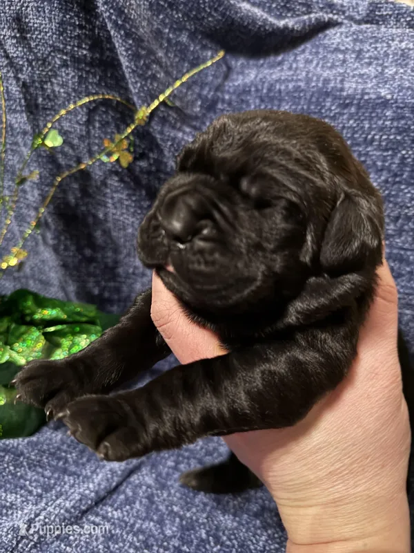 Red  – Cane Corso puppy for sale in Shapleigh, ME