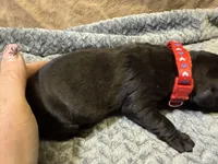 Red , a male Cane Corso for sale in Shapleigh, ME – Photo 7 of 8