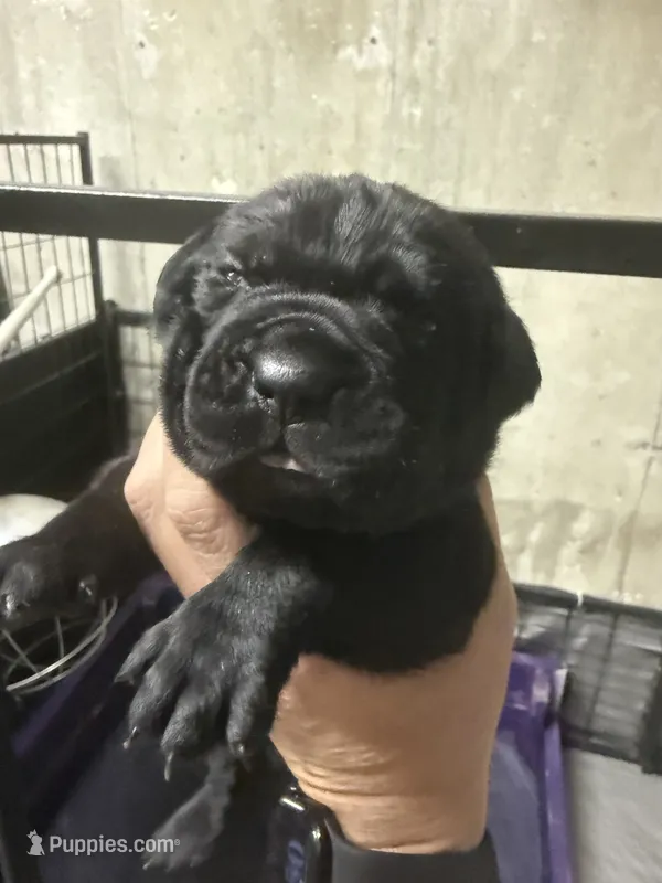Red collar – Cane Corso puppy for sale in Shapleigh, ME