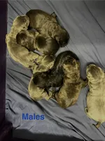 Blue, a male Cane Corso for sale in Shapleigh, ME – 6 of 8