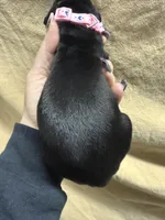 Pink , a  Cane Corso for sale in Shapleigh, ME – Photo 2 of 7