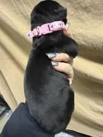 Pink , a  Cane Corso for sale in Shapleigh, ME – Photo 4 of 7