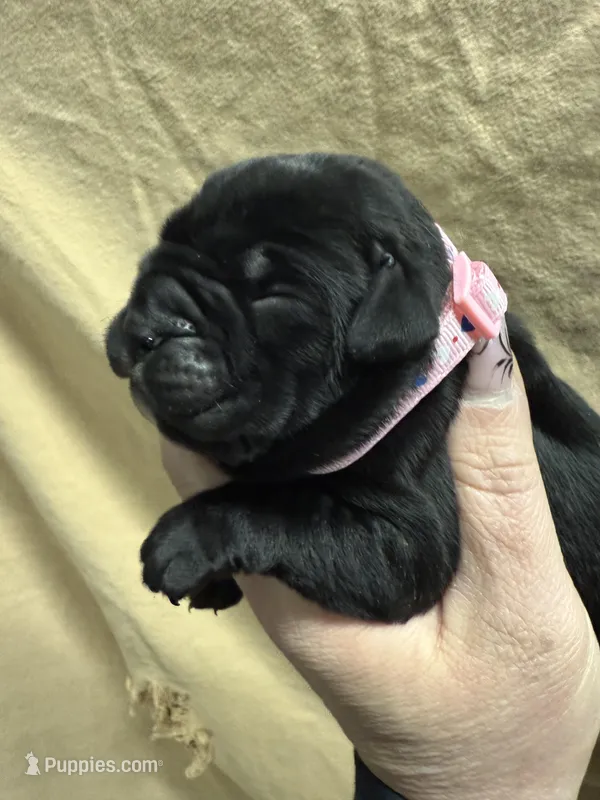 Pink  – Cane Corso puppy for sale in Shapleigh, ME