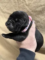 Pink , a  Cane Corso for sale in Shapleigh, ME – Photo 7 of 7