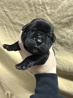 Pink , a  Cane Corso for sale in Shapleigh, ME – Photo 6 of 7