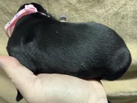 Pink , a  Cane Corso for sale in Shapleigh, ME – Photo 5 of 7