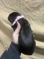 Pink , a  Cane Corso for sale in Shapleigh, ME – Photo 3 of 7