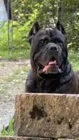 Pink, a female Cane Corso for sale in Shapleigh, ME – 7 of 9