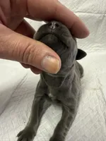 Purple, a female Cane Corso for sale in Shapleigh, ME – 2 of 4