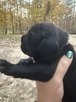 Purple, a female Cane Corso for sale in Shapleigh, ME – 6 of 9