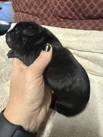 Male2, a female Cane Corso for sale in Shapleigh, ME – 4 of 4