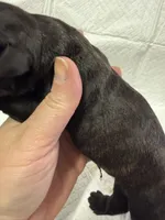 Green, a male Cane Corso for sale in Shapleigh, ME – 3 of 4