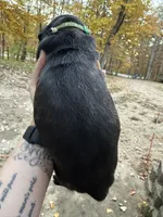Green collar, a male Cane Corso for sale in Shapleigh, ME – 2 of 7