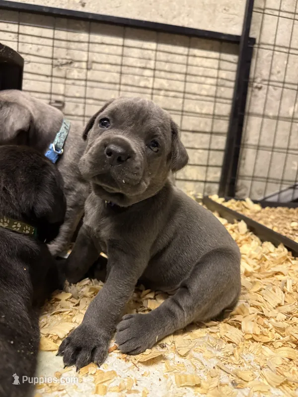 Purple – Cane Corso puppy for sale in Shapleigh, ME