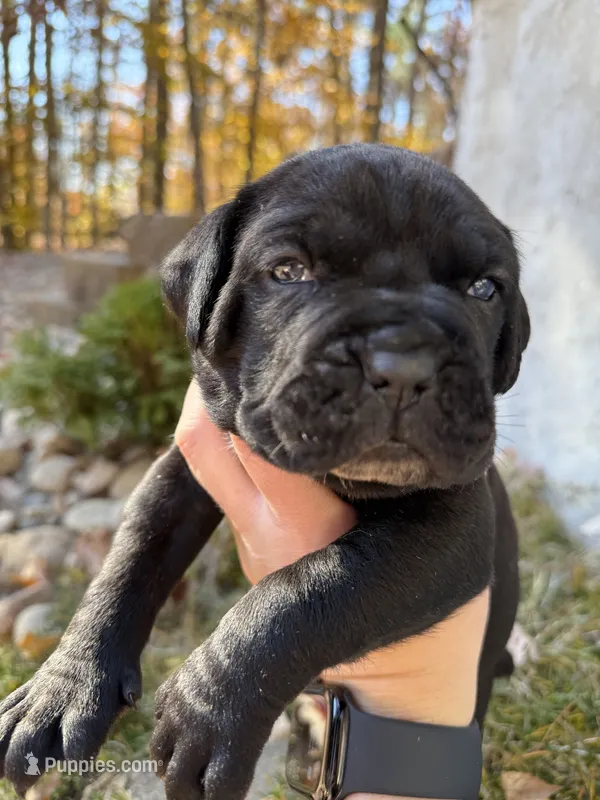 Purple – Cane Corso puppy for sale in Shapleigh, ME