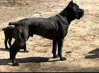 Pink, a female Cane Corso for sale in Shapleigh, ME – 5 of 9