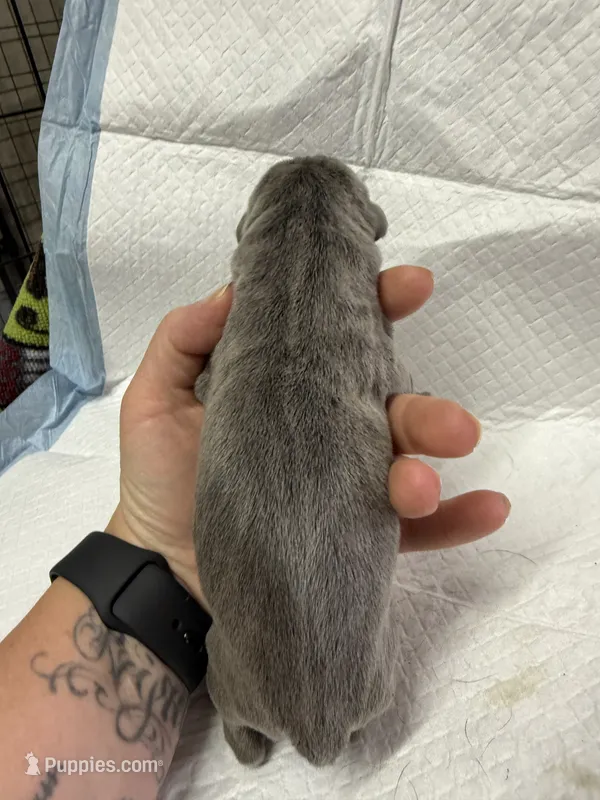Purple – Cane Corso puppy for sale in Shapleigh, ME